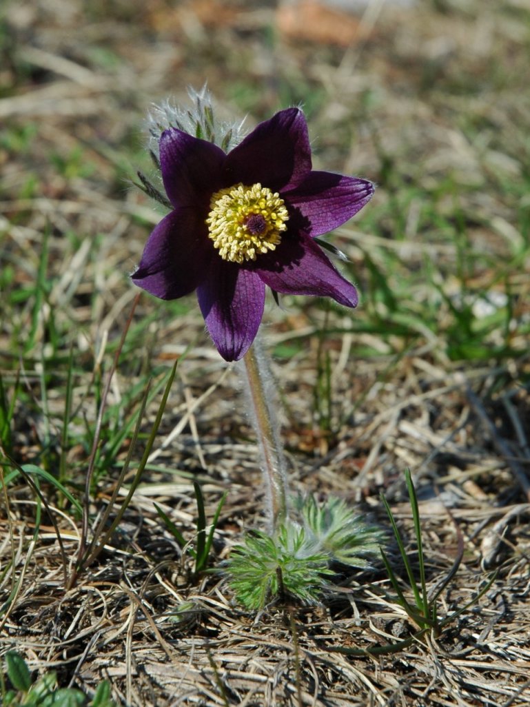 Pulsatilla montana